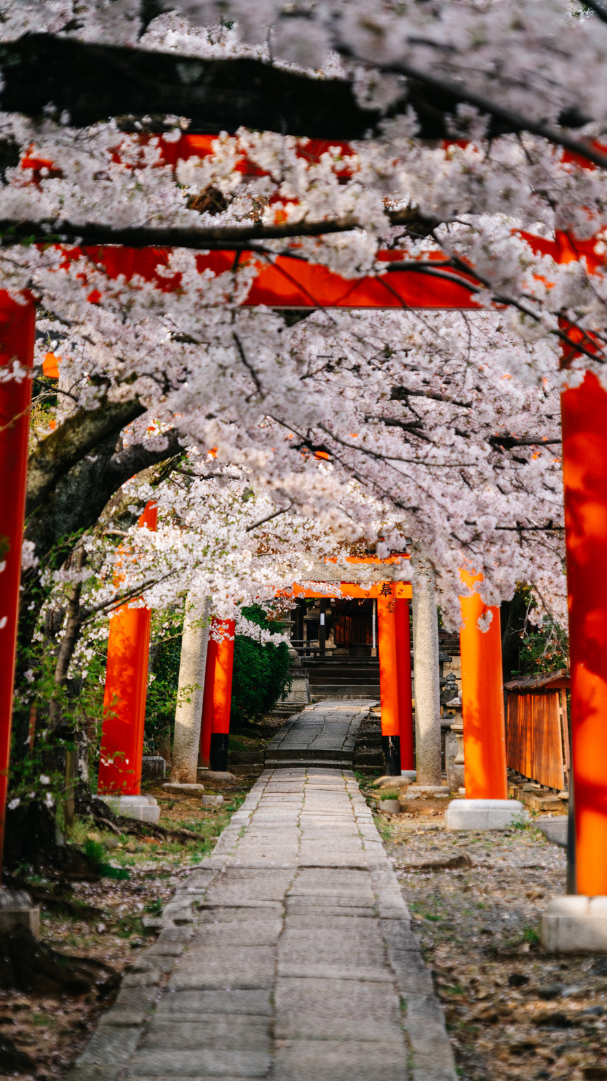 Red Torii Tunnel at Kyoto and Cherry Blossoms
